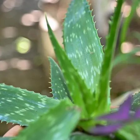 בית נופש Sen Garden *