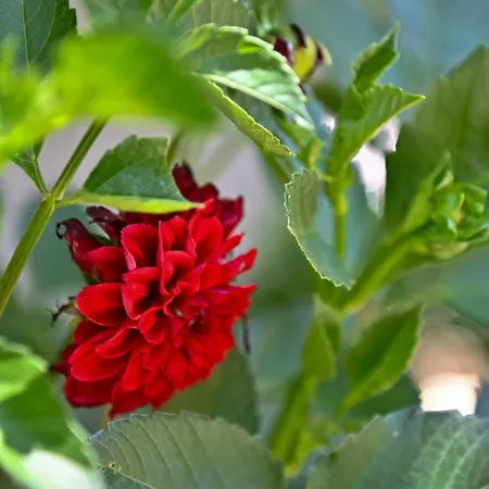 בית נופש Sen Garden