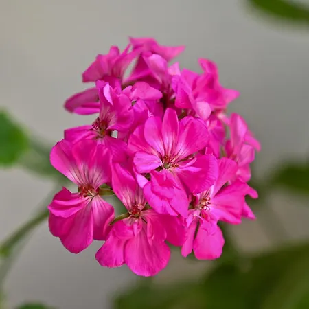 Sen Garden בית נופש