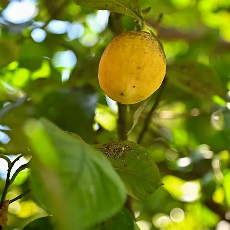 Sen Garden בית נופש