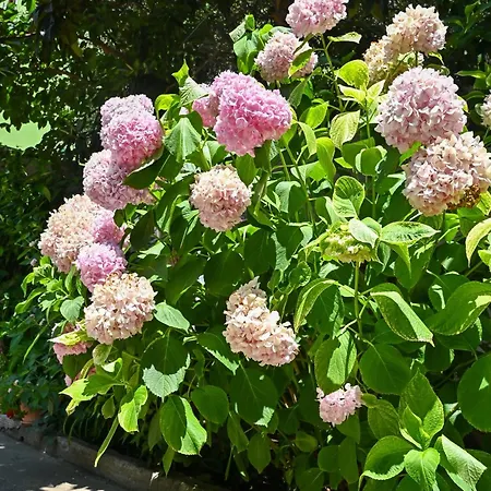 Sen Garden בית נופש *