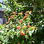 Sen Garden Tirana