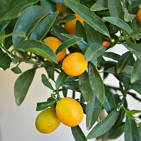 Sen Garden Τίρανα