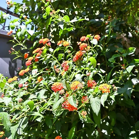 Sen Garden Tirana