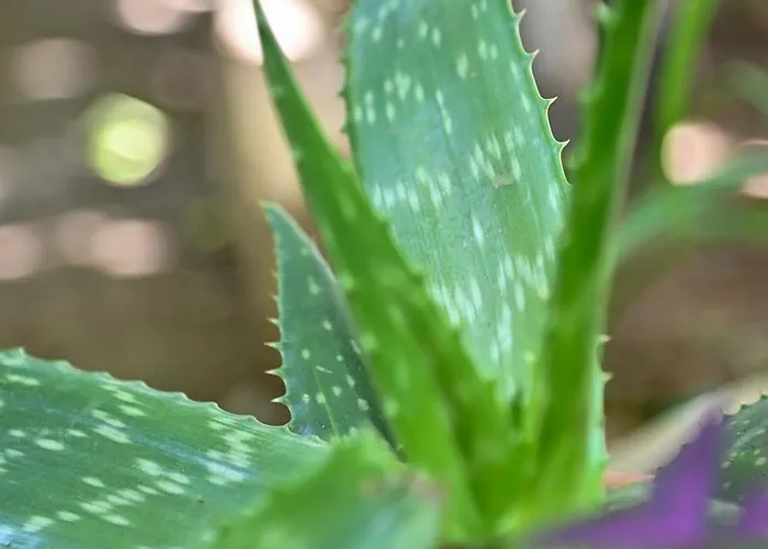 Holiday home Sen Garden *