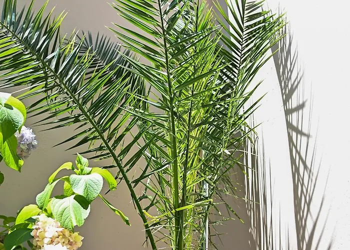 Holiday home Sen Garden Tirana