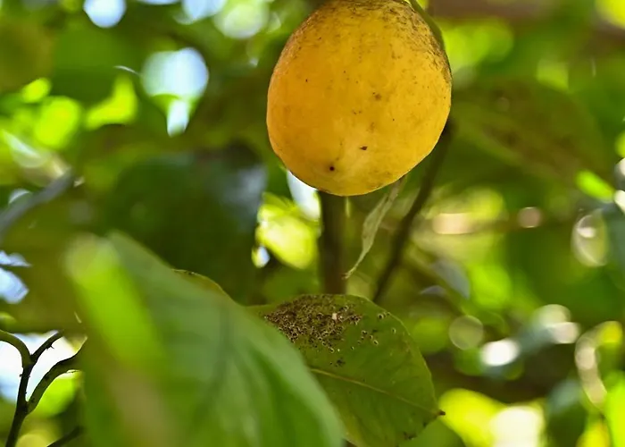 Sen Garden Holiday home