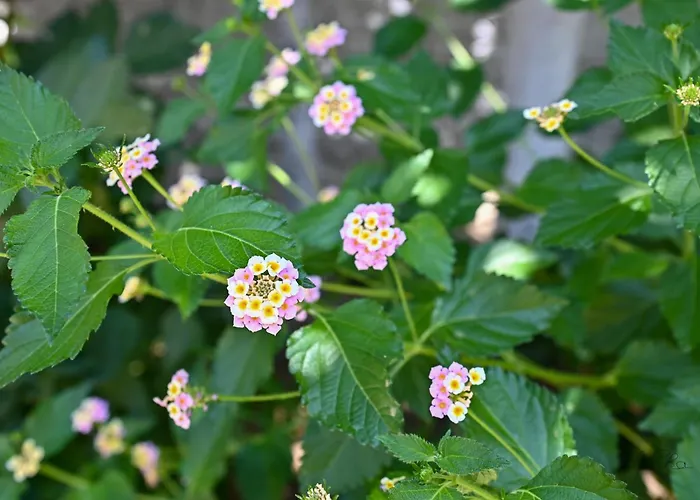 Holiday home Sen Garden